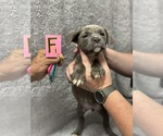 Small Labrador Retriever Mix