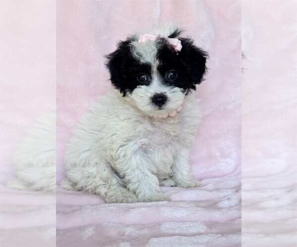 Medium Photo #19 Poodle (Toy) Puppy For Sale in MIAMI, FL, USA