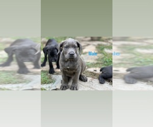Cane Corso Puppy for sale in DURHAM, NC, USA