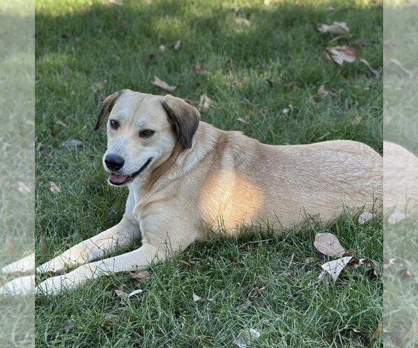 Medium Photo #4 Labrador Retriever Puppy For Sale in Yardley, PA, USA