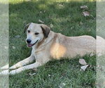 Small #3 Labrador Retriever