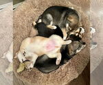 Small #20 Siberian Husky Mix