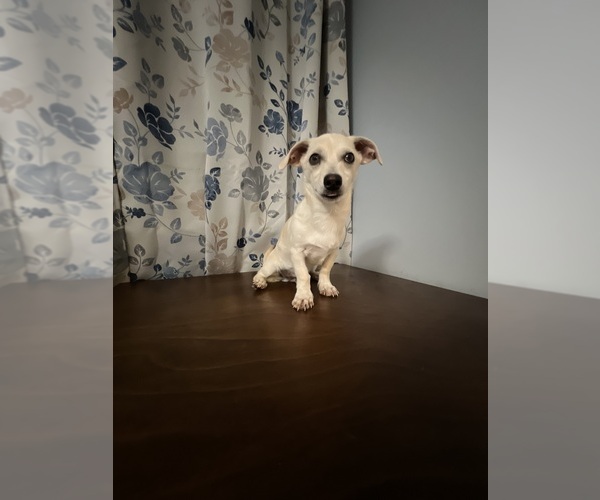 Medium Photo #34 Chihuahua Puppy For Sale in DURHAM, CT, USA