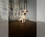 Small #33 Chihuahua