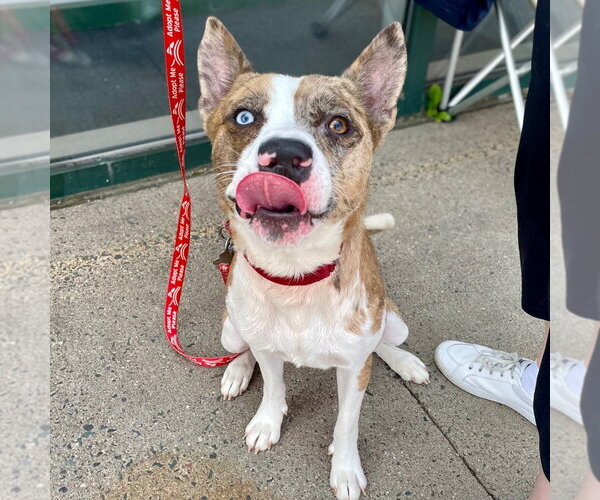 Medium Photo #32 Catahoula Leopard Dog-Unknown Mix Puppy For Sale in Canton, CT, USA