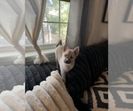 Small #95 Pomsky