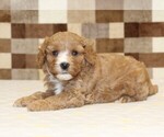 Small #1 Bernedoodle (Miniature)-Cavapoo (Miniature) Mix