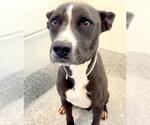 Small #1 Staffordshire Bull Terrier Mix