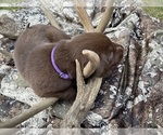 Puppy Purple Labrador Retriever
