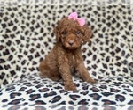Small #6 Cockapoo (Miniature)