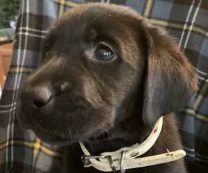 Labrador Retriever Puppy for sale in SPOTSYLVANIA, VA, USA