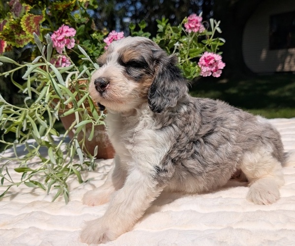 Medium Photo #63 Miniature Bernedoodle Puppy For Sale in GOSHEN, IN, USA