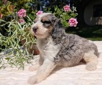 Small #6 Miniature Bernedoodle