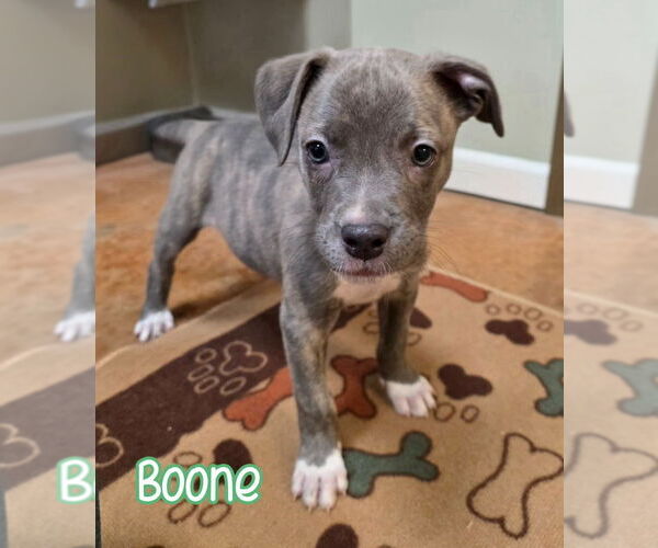 Medium Photo #1 American Pit Bull Terrier Puppy For Sale in Port Clinton, OH, USA