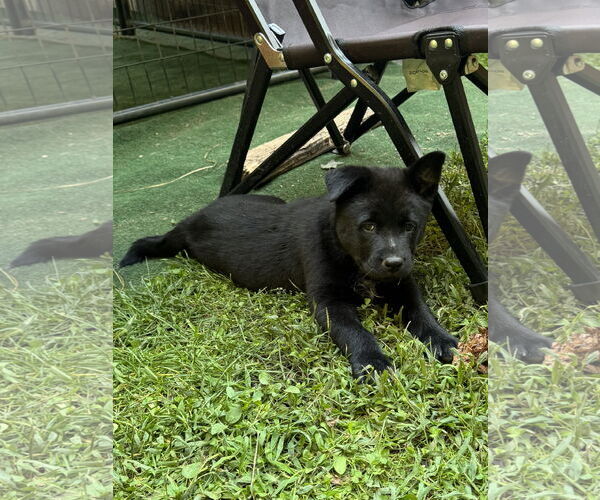 Medium Photo #4 Mutt Puppy For Sale in Garden City, NY, USA