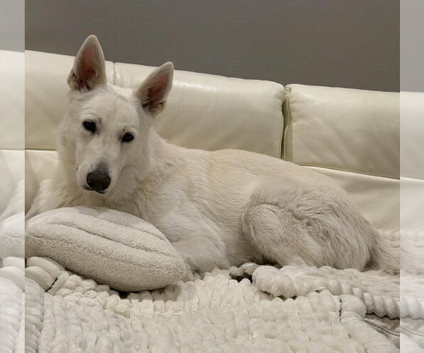 Medium Photo #1 - Mix Puppy For Sale in Hoffman Estates, IL, USA