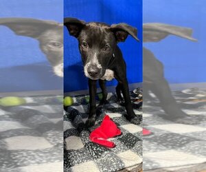 Labrador Retriever Dogs for adoption in Pierceton , IN, USA