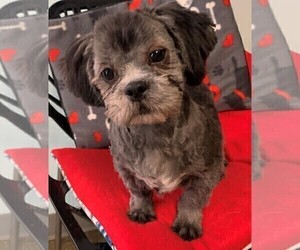 Shih Tzu Dog for Adoption in CLARE, Illinois USA
