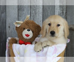Golden Retriever Puppy for sale in FREDERICKSBG, OH, USA