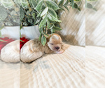 Small Photo #12 Cavapoo Puppy For Sale in MARQUAND, MO, USA