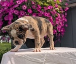 Small #7 Faux Frenchbo Bulldog