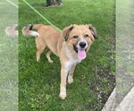 Small #1 Australian Shepherd-Great Pyrenees Mix