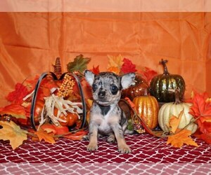 Medium Chihuahua