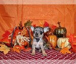 Puppy Herrera Chihuahua