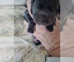 Small #2 Irish Dane