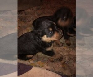 Rottweiler Puppy for sale in SPENCER, IN, USA