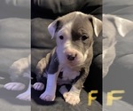 Small Photo #6 American Pit Bull Terrier Puppy For Sale in ELMA, WA, USA