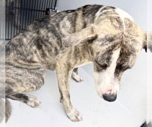 Labrador Retriever-Unknown Mix Dogs for adoption in Houston, TX, USA