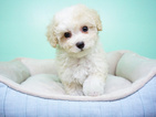Small Photo #4 Maltipoo Puppy For Sale in LA MIRADA, CA, USA