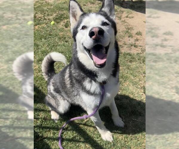 Medium Photo #3 Siberian Husky Puppy For Sale in Long Beach, CA, USA