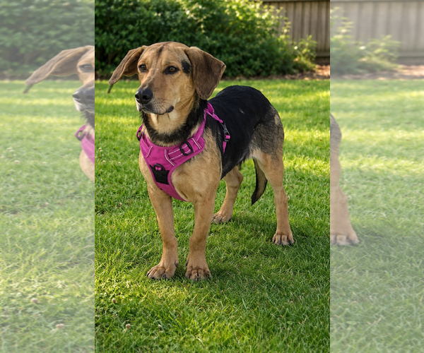 Medium Photo #4 Beagle-Unknown Mix Puppy For Sale in Bloomingdale, NJ, USA