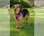 Small #3 Beagle Mix