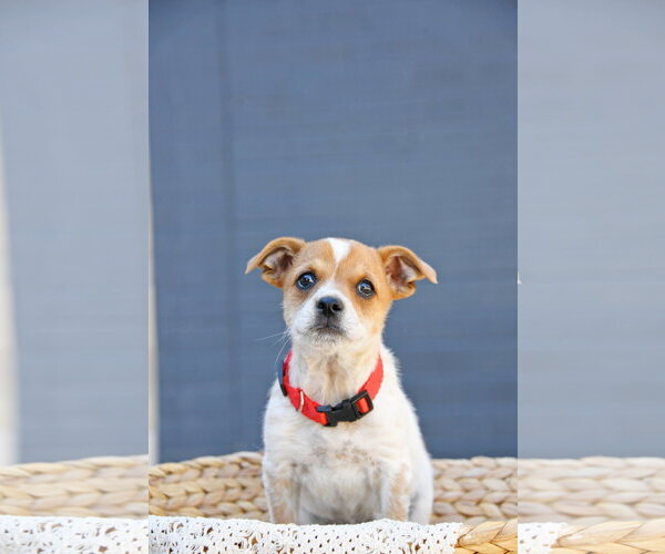 Medium Photo #3 Cairn Terrier-Unknown Mix Puppy For Sale in Sandy, UT, USA