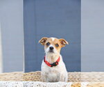 Small #2 Cairn Terrier Mix