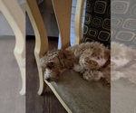 Small Photo #1 Poodle (Toy) Puppy For Sale in WINSTON SALEM, NC, USA