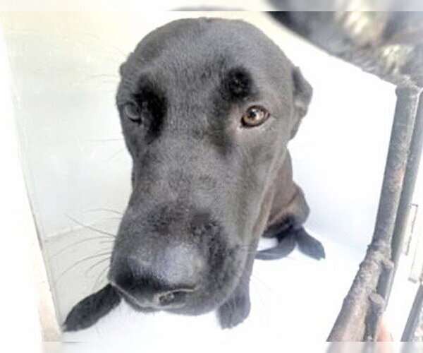 Medium Photo #1 Labrador Retriever Puppy For Sale in Houston, TX, USA