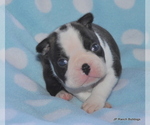 Small Photo #5 Boston Terrier Puppy For Sale in ROYSE CITY, TX, USA