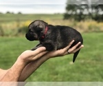 Small Photo #9 German Shepherd Dog Puppy For Sale in APLINGTON, IA, USA