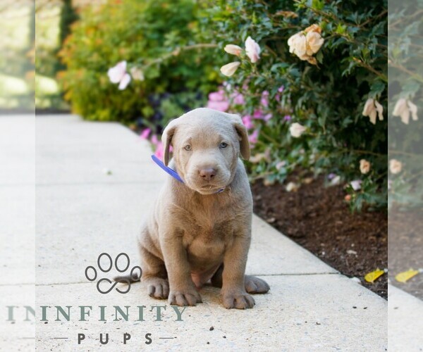 Medium Photo #1 Labrador Retriever Puppy For Sale in NARVON, PA, USA