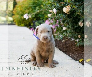 Labrador Retriever Puppy for sale in NARVON, PA, USA