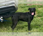 Small #5 Australian Kelpie-Labrador Retriever Mix