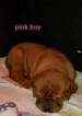 Small Photo #2 Dogue de Bordeaux Puppy For Sale in HURLOCK, MD, USA