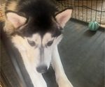 Small Photo #6 Siberian Husky Puppy For Sale in FEDERAL WAY, WA, USA