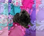 Small Photo #7 Havanese Puppy For Sale in FREDERICK, MD, USA