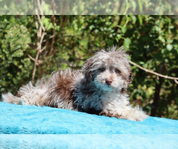 Medium Photo #28 ShihPoo Puppy For Sale in DYERSBURG, TN, USA
