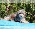 Small #27 ShihPoo